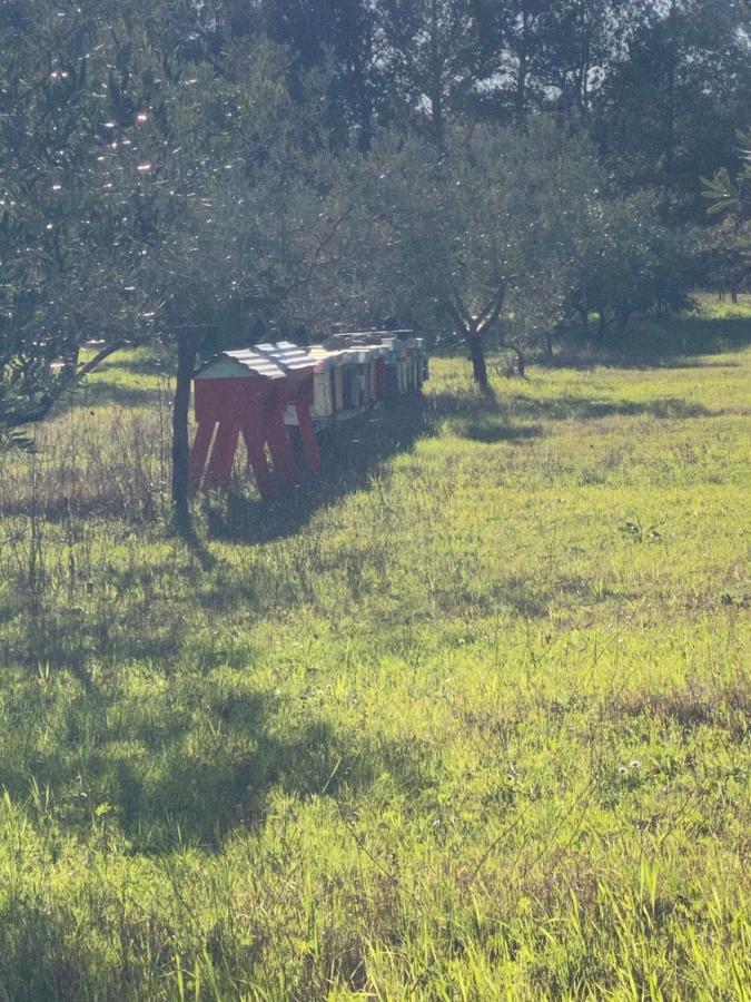 Agriturismo Le Biricoccole Vada Eksteriør bilde
